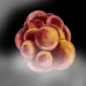 Πρώτος Μήνας