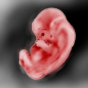 Πέμπτος Μήνας