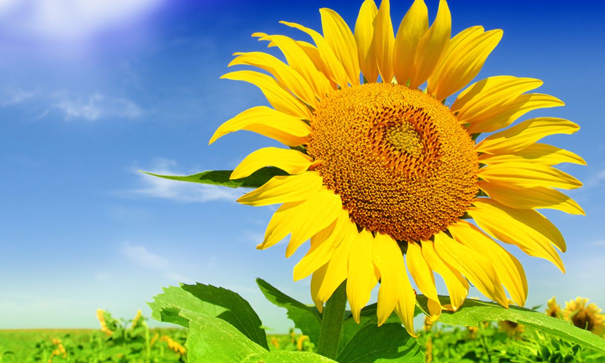 Ημερήσιες Προβλέψεις για όλα τα Ζώδια 12/08