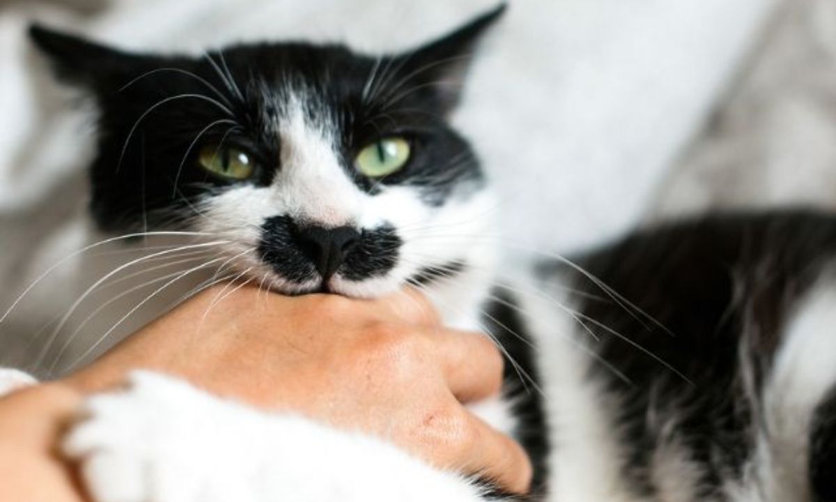 Ονειροκρίτης: Είδες στο όνειρό σου ότι κάποιος σε δάγκωσε ή τον δάγκωσες;