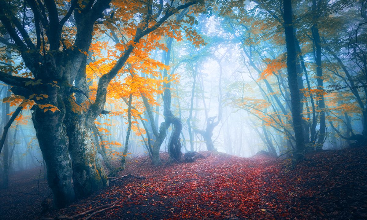 Ημερήσιες Προβλέψεις για όλα τα Ζώδια 14/10
