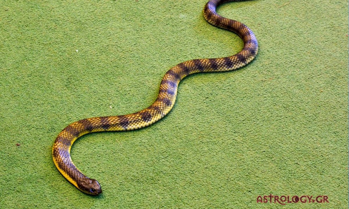 Μήπως είδες στο όνειρό σου φίδι;