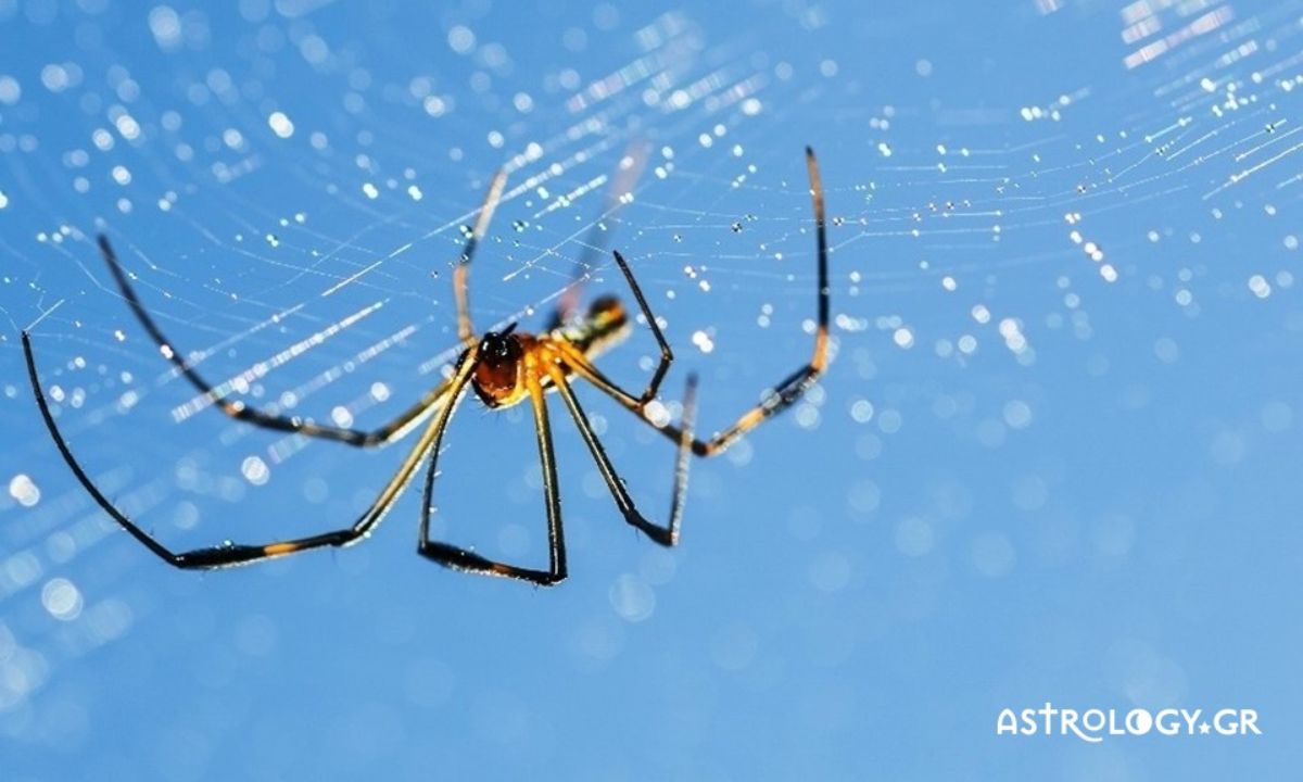 Μήπως είδες στο όνειρό σου αράχνη;