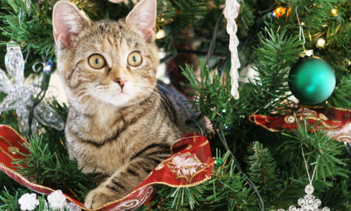 Ένα αστείο χριστουγεννιάτικο gif για κάθε ζώδιο! Θα ταυτιστείς δεδομένα με το δικό σου!