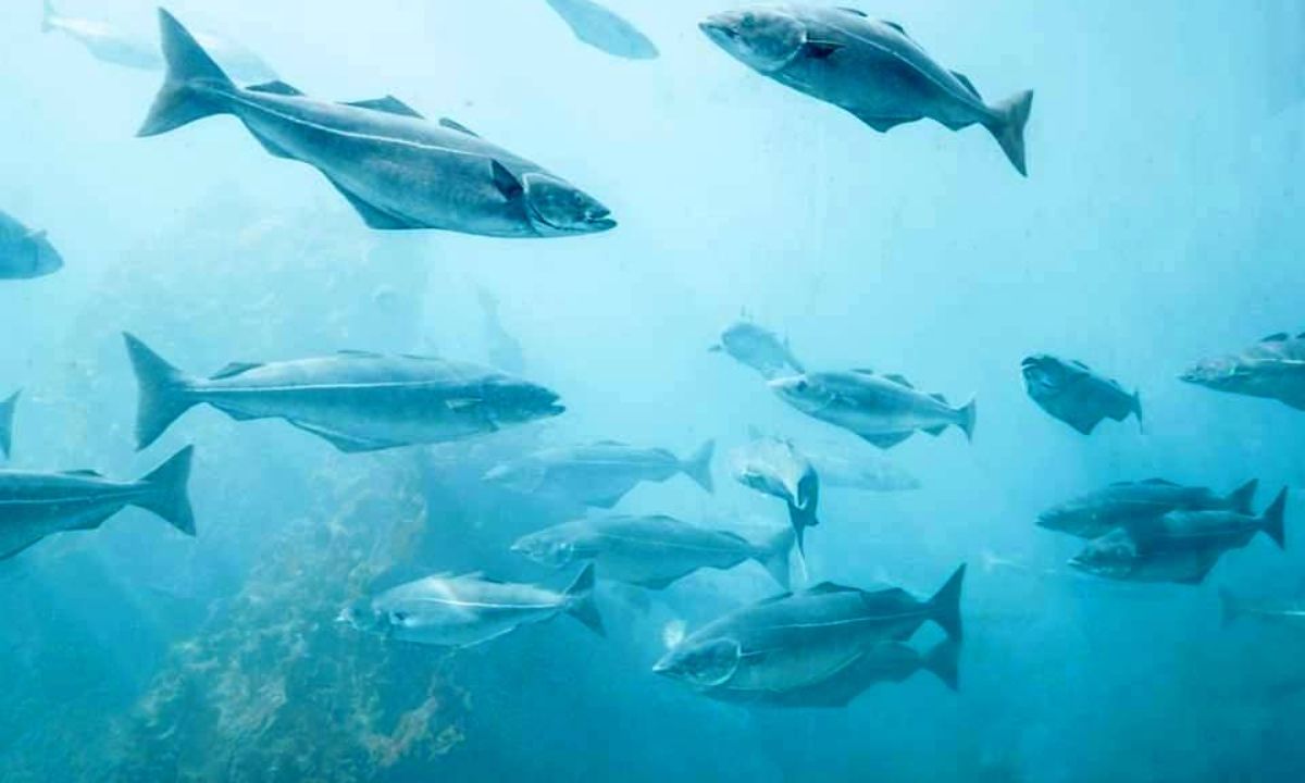 Μήπως είδες στο όνειρό σου ψάρια;