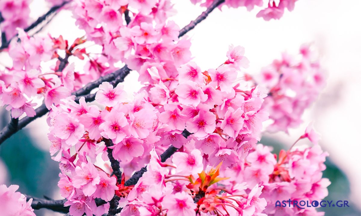 Ημερήσιες Προβλέψεις για όλα τα Ζώδια 24/03