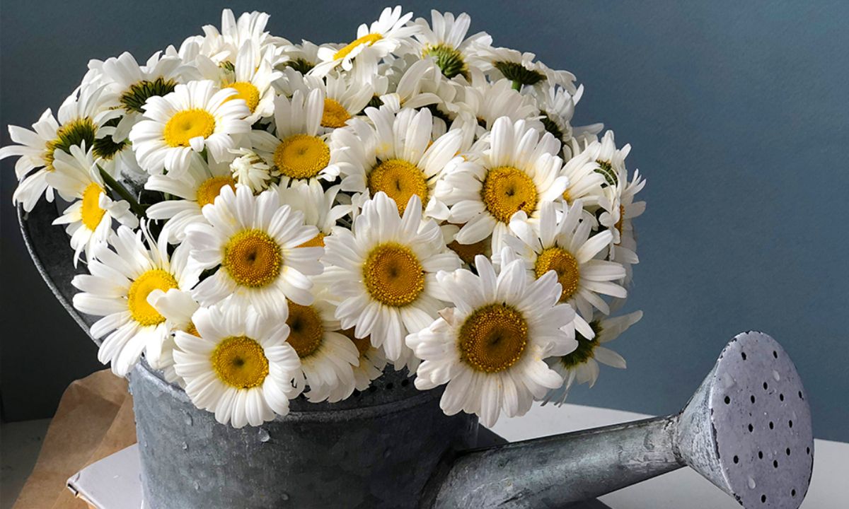 Ημερήσιες Προβλέψεις για όλα τα Ζώδια 08/04