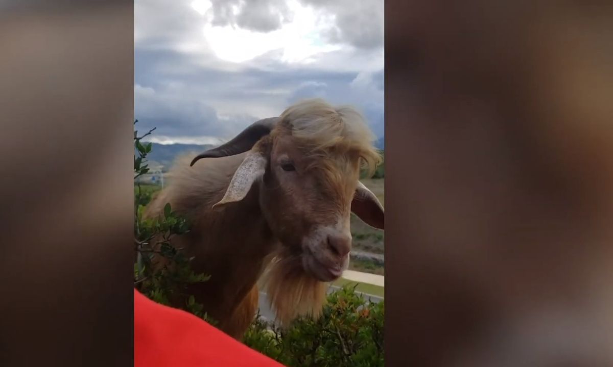 Κτηνοτρόφος μιλά στην κατσίκα του - Δείτε την απίστευτη… απάντησή της (video)