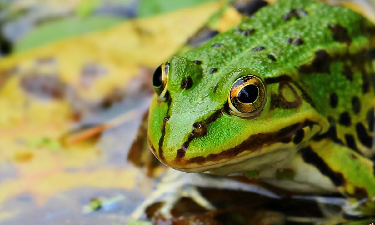 Βάτραχος με τέσσερα χέρια λατρεύεται σαν Θεός στην Ταϊλάνδη (video)
