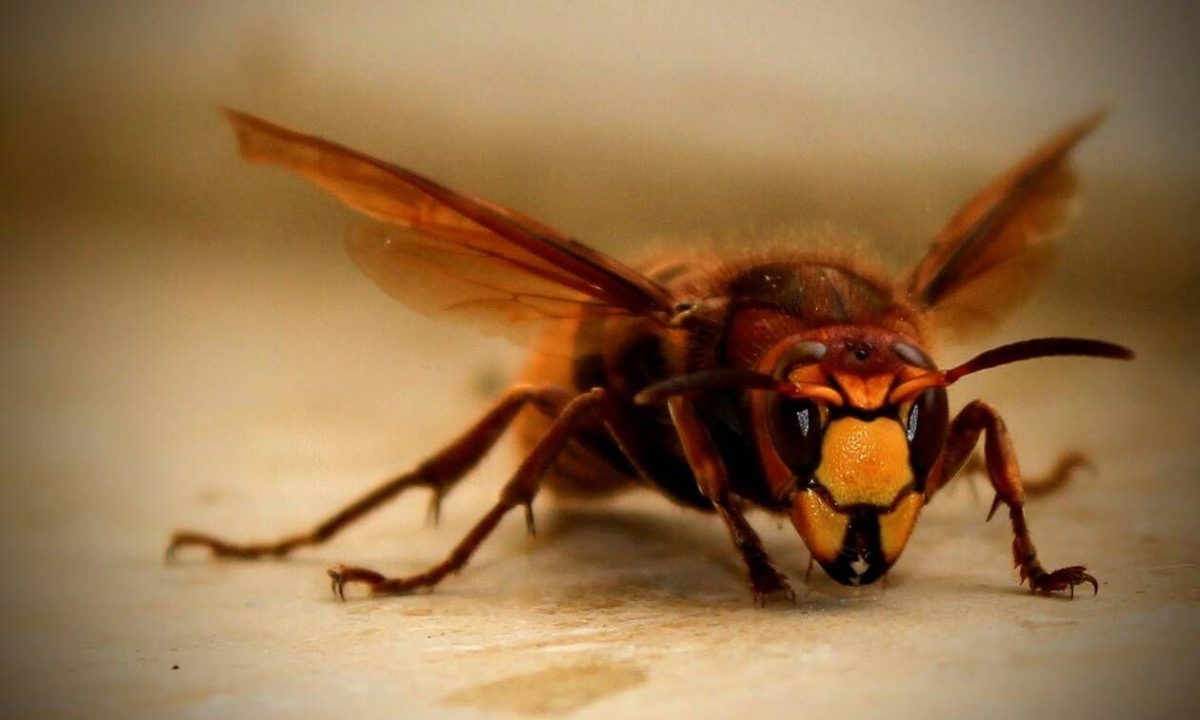 Τραγωδία: Νεκρός 6χρονος από επίθεση σφηκών