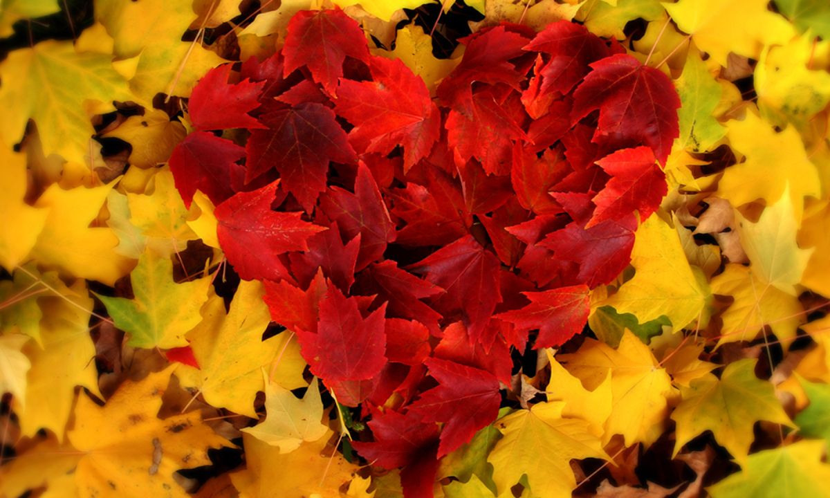 Προβλέψεις αγάπης για όλα τα ζώδια, 13/09