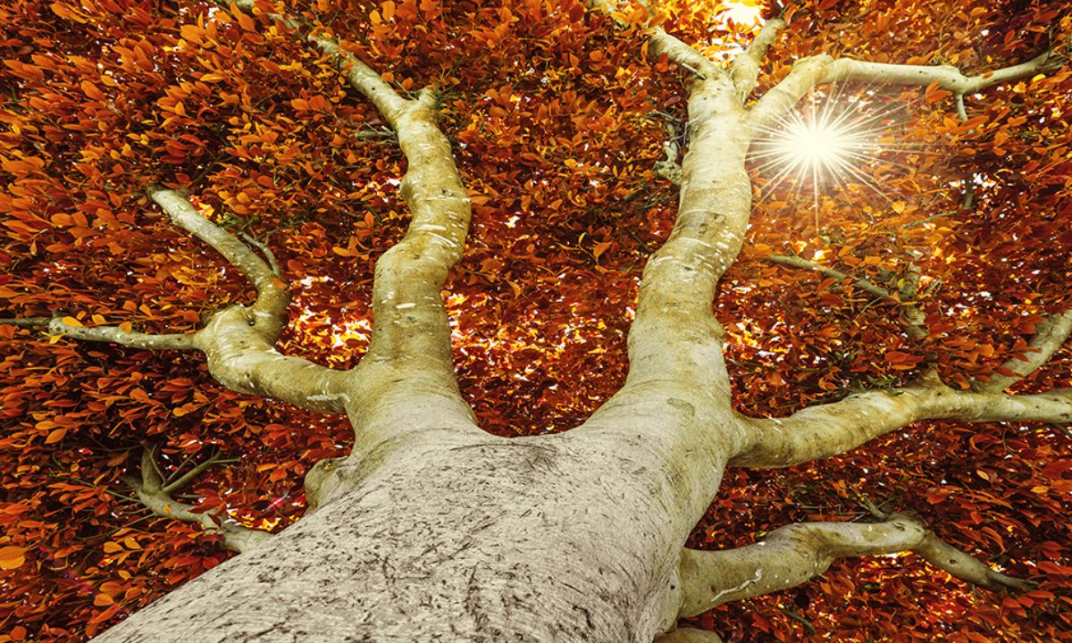 Ημερήσιες Προβλέψεις για όλα τα Ζώδια 22/09