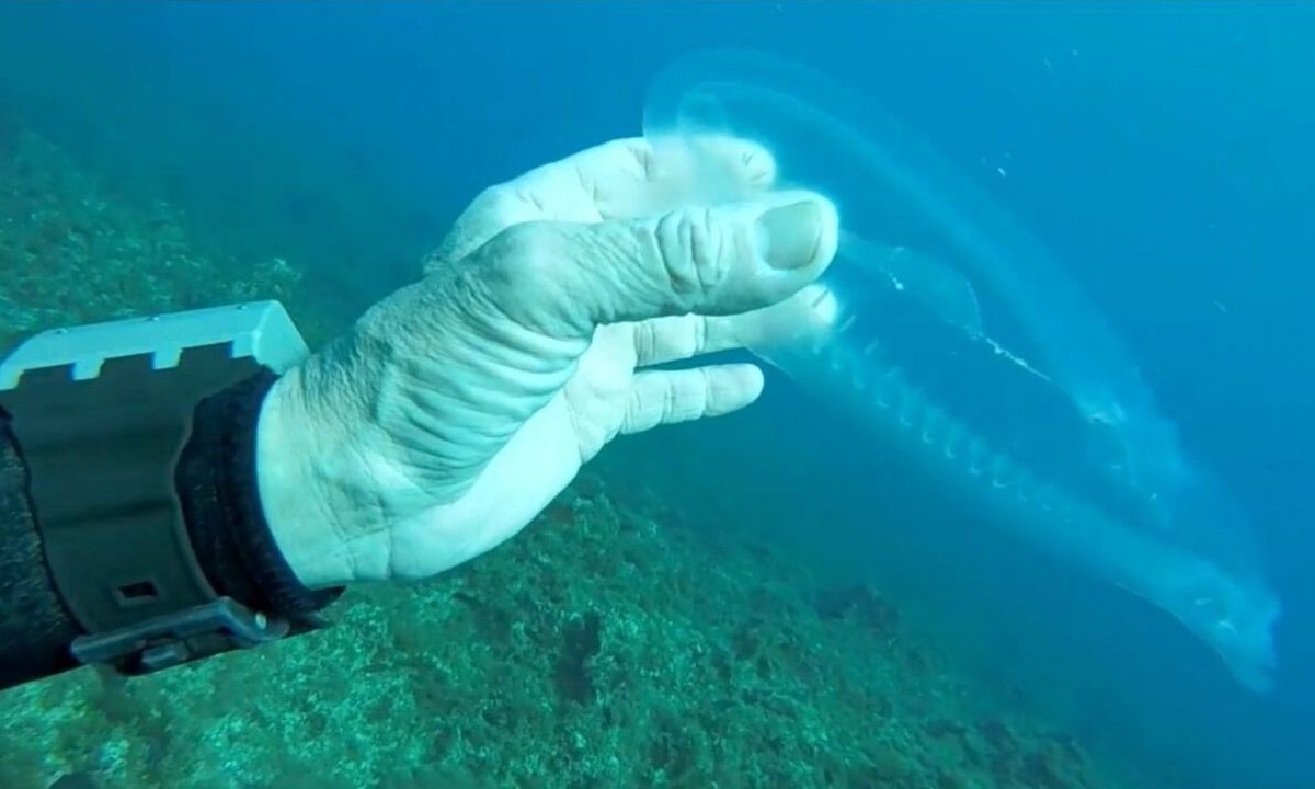 Δύτης πιάνει πρώτη φορά ψάρι «φάντασμα» και δεν το πιστεύει (vid)