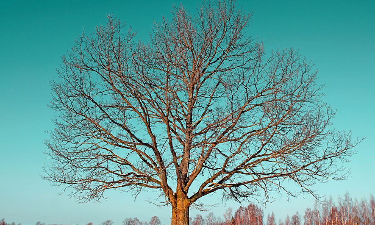 Τι λένε τα άστρα για τον Ιανουάριο του 2021;