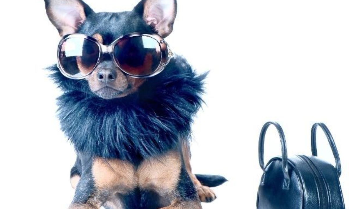 Τα 4 πιο κακομαθημένα ζώδια