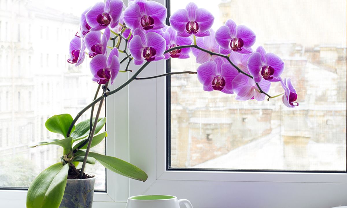 Ημερήσιες Προβλέψεις για όλα τα Ζώδια 31/03