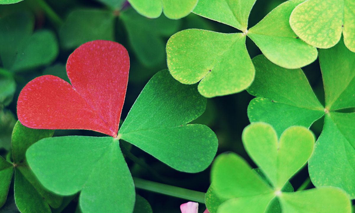 Προβλέψεις για τα αισθηματικά του ζωδίου σου, σήμερα 11/04