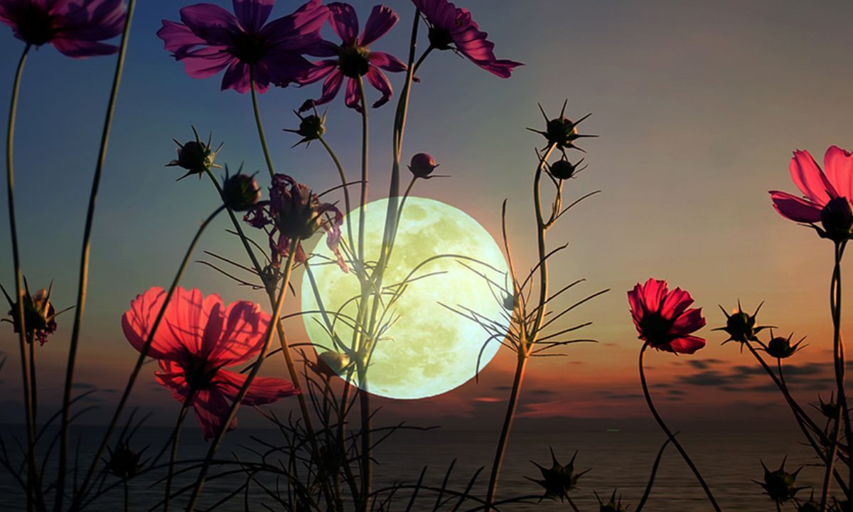 Ροζ Υπερπανσέληνος στον Σκορπιό: Τίποτα δε θα μείνει όρθιο