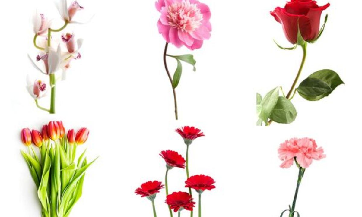 Διάλεξε ένα λουλούδι και μάθε τι φανερώνει για τον χαρακτήρα σου!