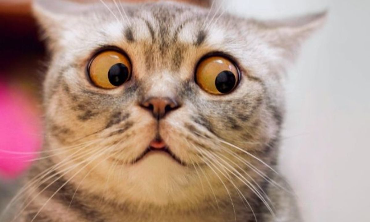 Εσείς ψηφίσατε τα πιο φοβιτσιάρικα ζώδια