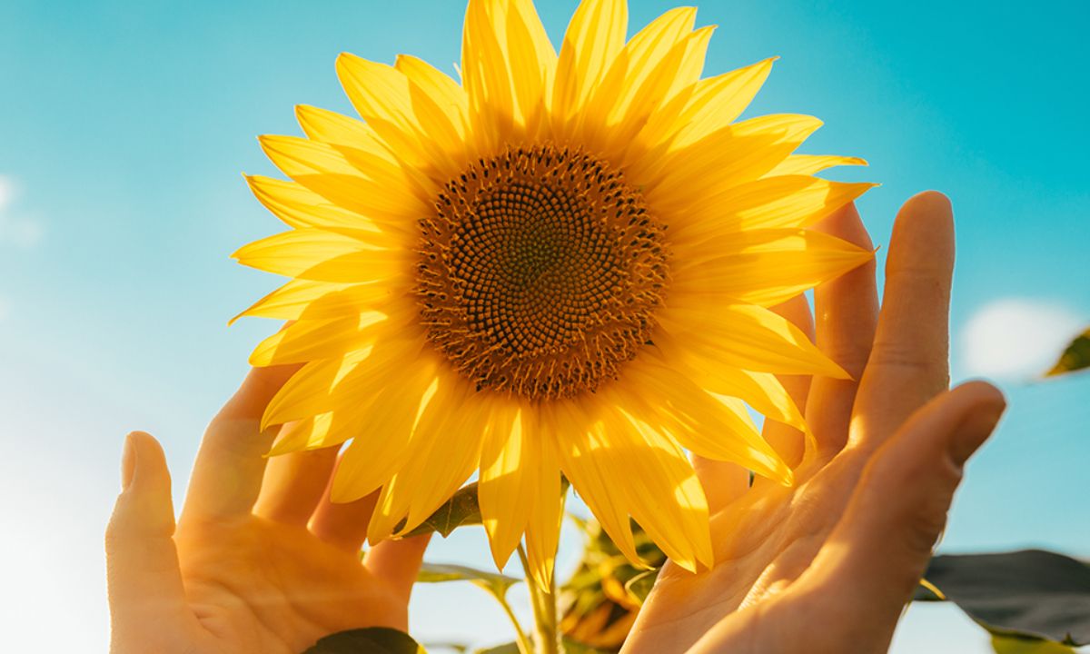 Ημερήσιες Προβλέψεις για όλα τα Ζώδια 28/06