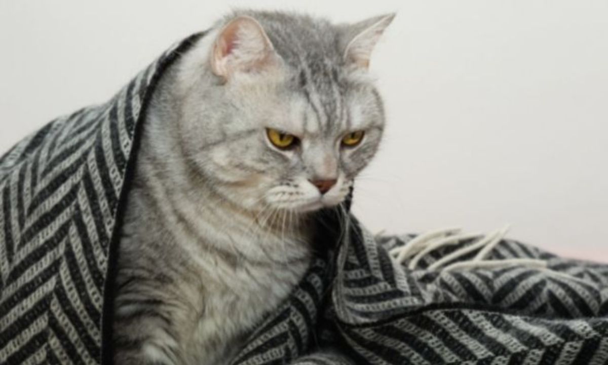 Εσείς ψηφίσατε τα πιο αχάριστα ζώδια