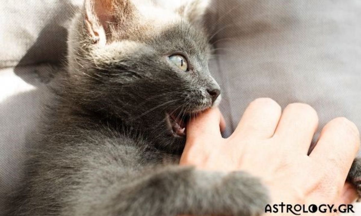 Εσείς ψηφίσατε τα ζώδια που θα «δάγκωναν» το χέρι που τα ταΐζει
