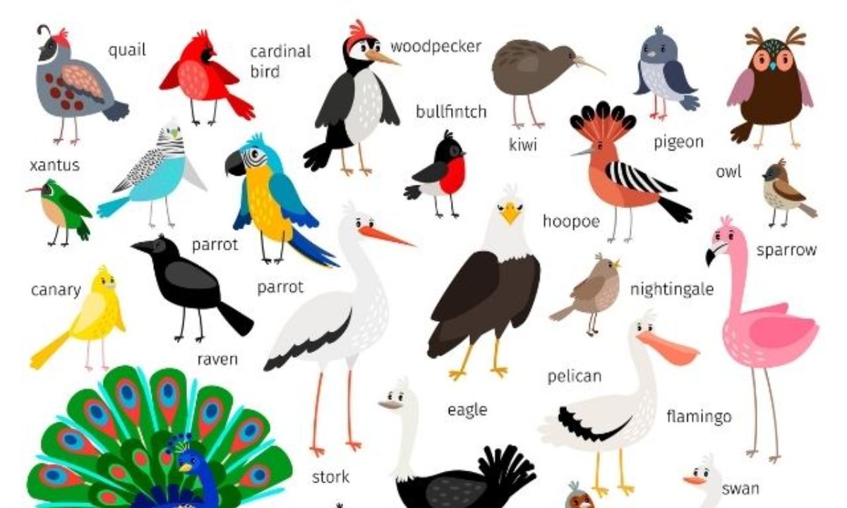 Ποιο πουλί αντιστοιχεί στο μήνα που γεννήθηκες και τι δηλώνει για σένα;