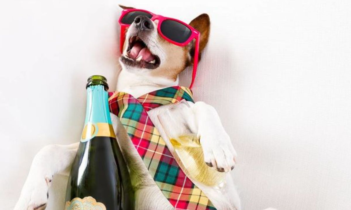 Εσείς ψηφίσατε τα ζώδια που κάνουν τα χειρότερα μεθύσια