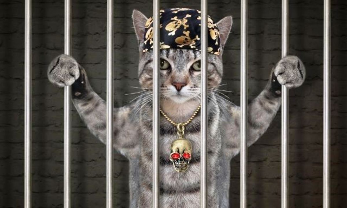 Εσείς ψηφίσατε τα ζώδια που παραβαίνουν κάθε νόμο και δεν συμμορφώνονται με τίποτα