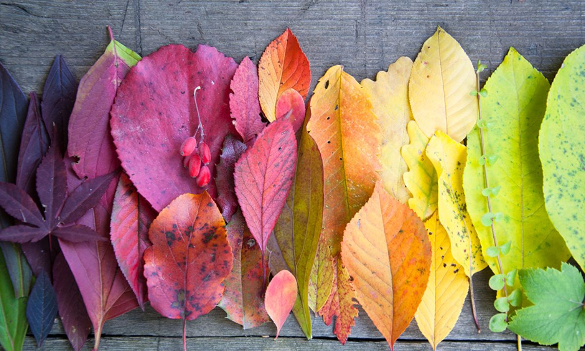 Ημερήσιες Προβλέψεις για όλα τα Ζώδια, 05/10