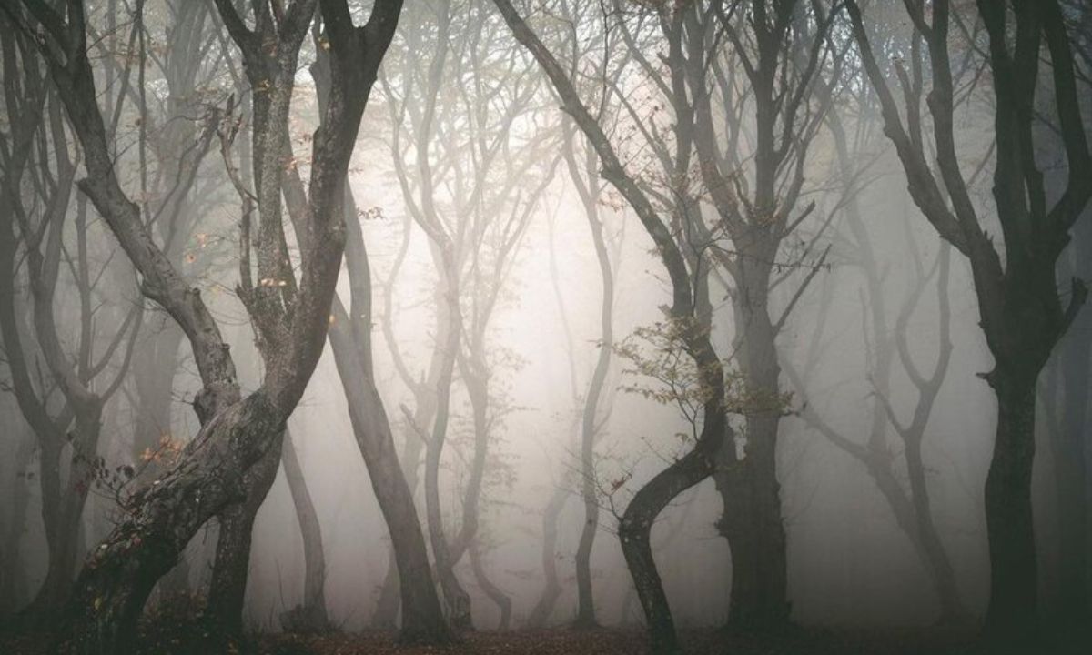 10 στοιχειωμένα δάση σε όλο τον κόσμο - Θα σε κάνουν να ανατριχιάσεις!