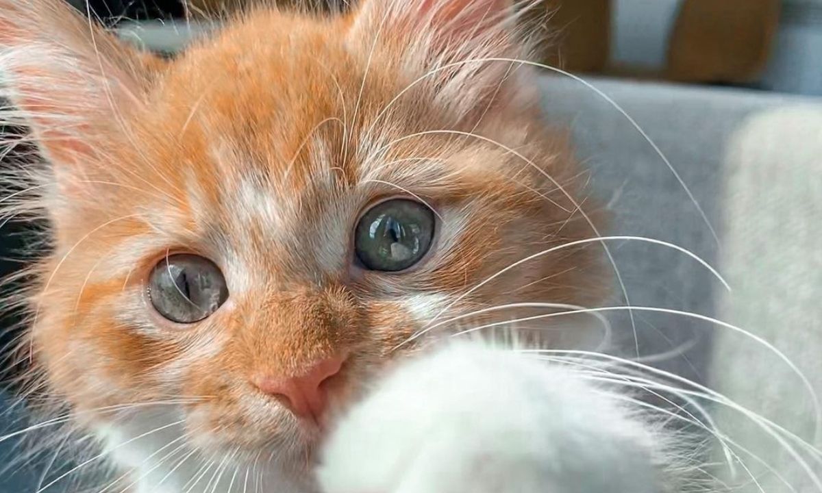 Σκέφτεσαι να αποκτήσεις γάτα; Όσα πρέπει να έχεις κατά νου