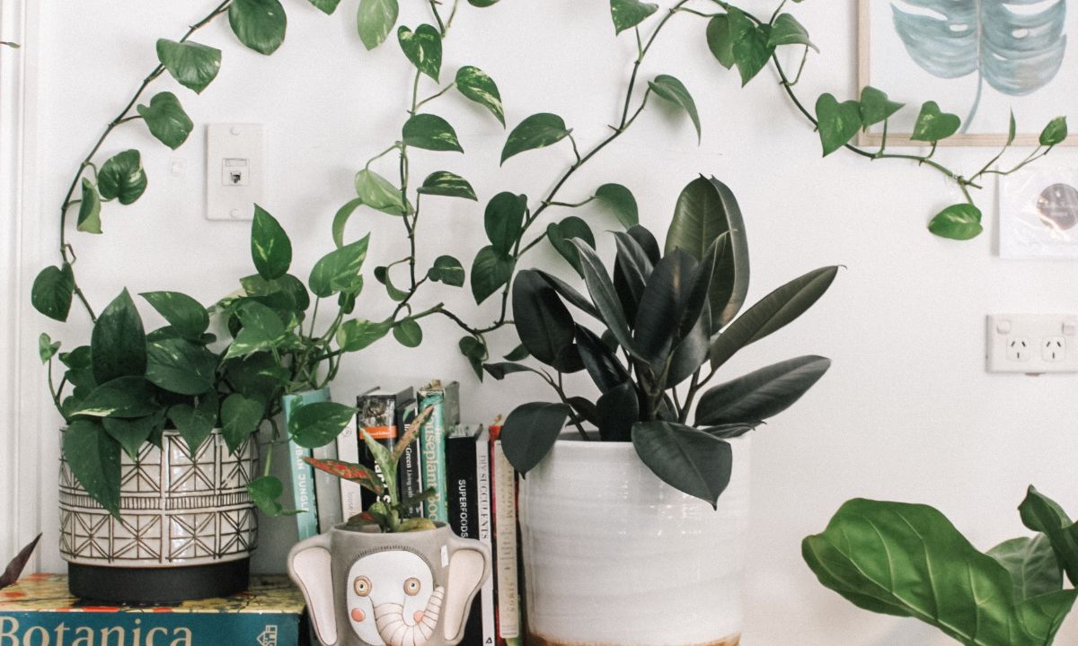 Πας ταξίδι; Έτσι θα φροντίσεις τα φυτά του σπιτιού σου για να μην ξεραθούν