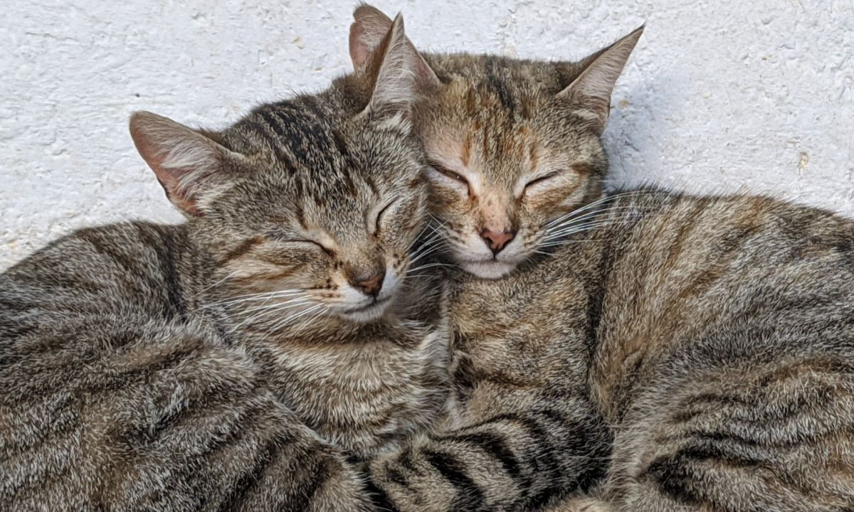 Κοιμάται πολύ η γάτα σου; Πότε πρέπει να ανησυχήσεις