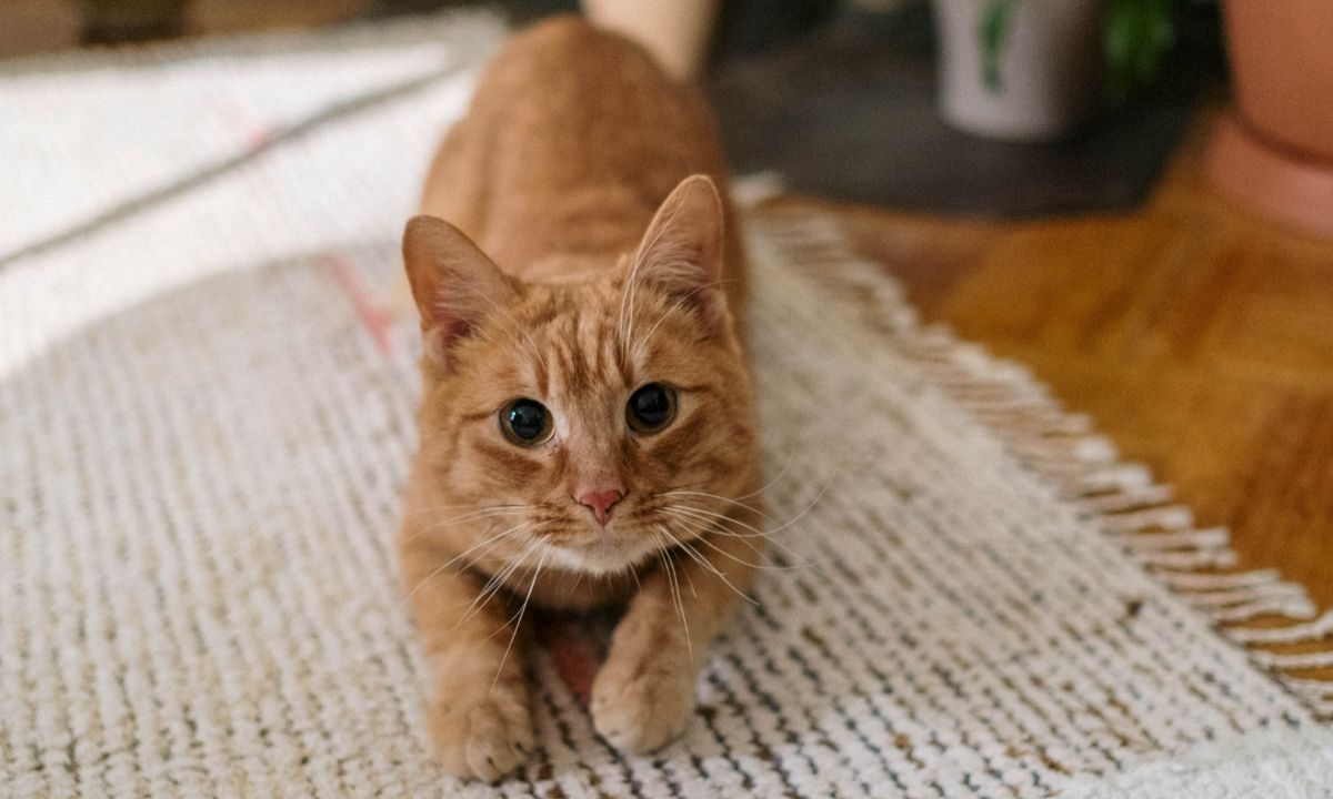 Πώς θα κάνεις το σπίτι σου πιο φιλικό προς το κατοικίδιό σου