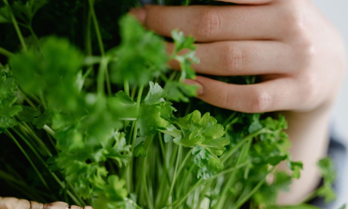 Ο χυμός κόλιανδρου βοηθά στην καύση λίπους