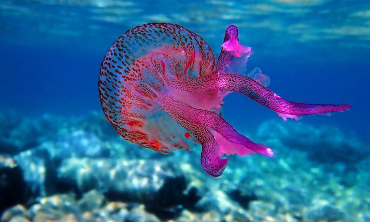 Συναγερμός για τη μωβ μέδουσα στις ελληνικές θάλασσες: Έφτασε και στο Ιόνιο