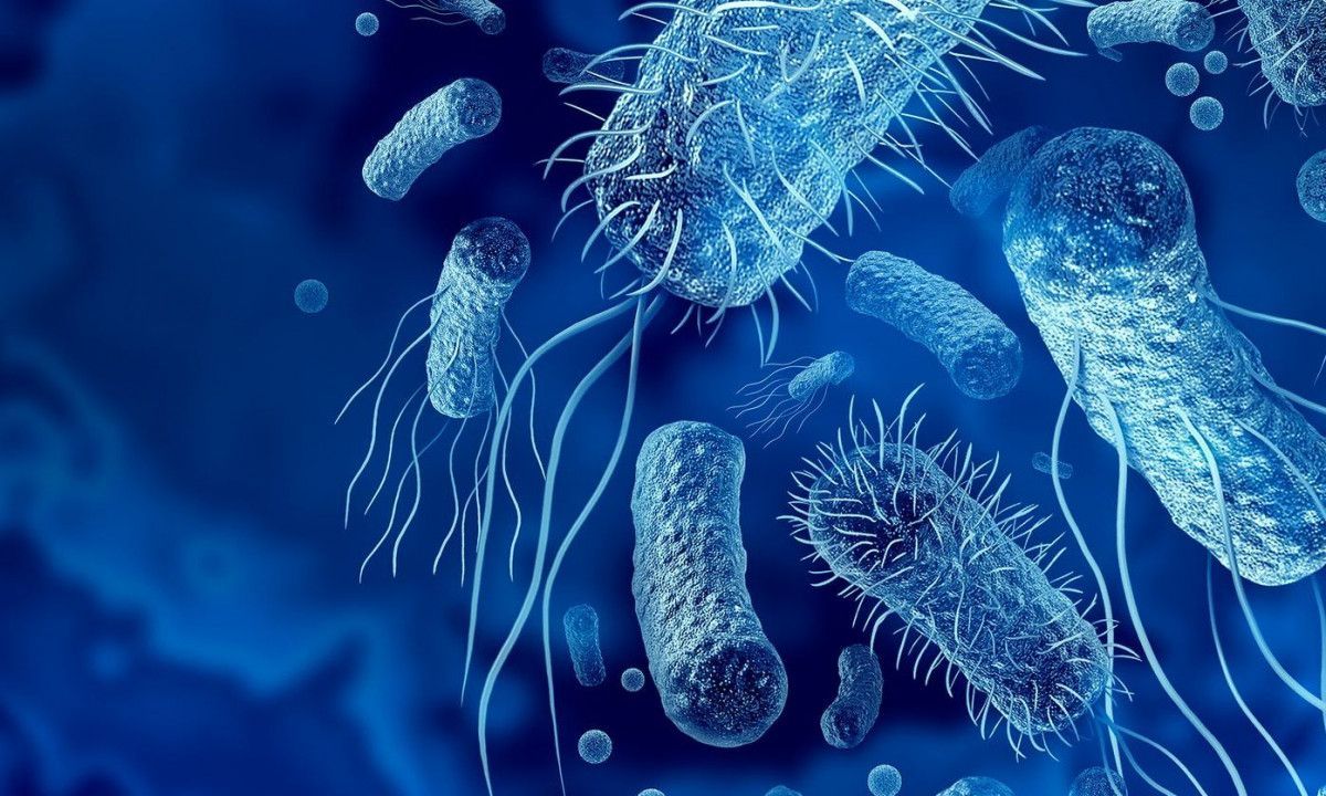 Πώς τα βακτήρια του εντέρου επηρεάζουν το βιολογικό ρολόι;