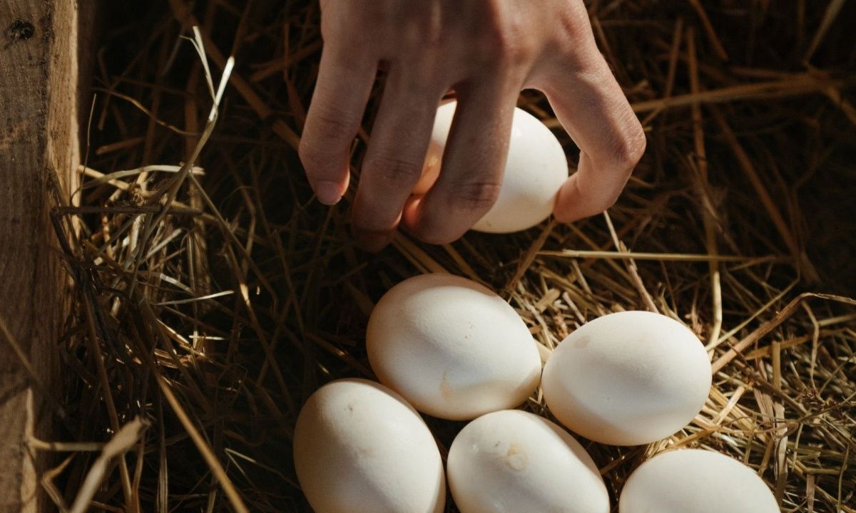 Το παράξενο κόλπο για να καταλάβεις αν είναι φρέσκο το αυγό