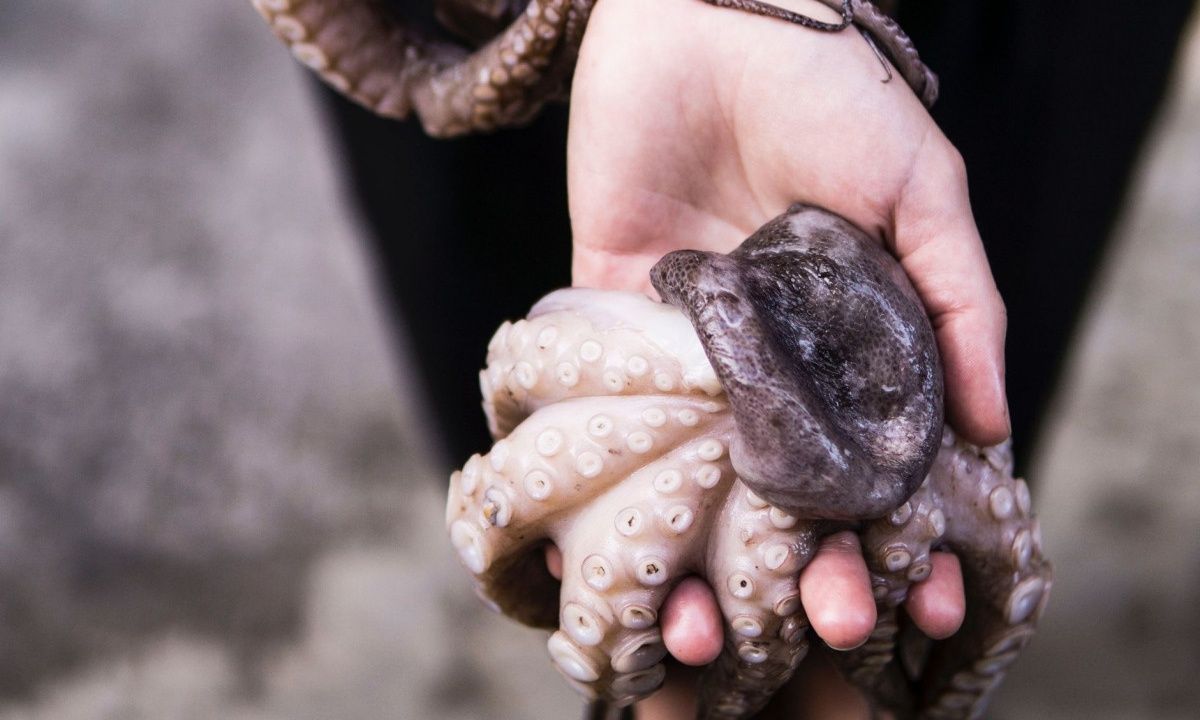 Ξύδι: Το μυστικό που έψαχνες για να γίνει μαλακό το χταπόδι