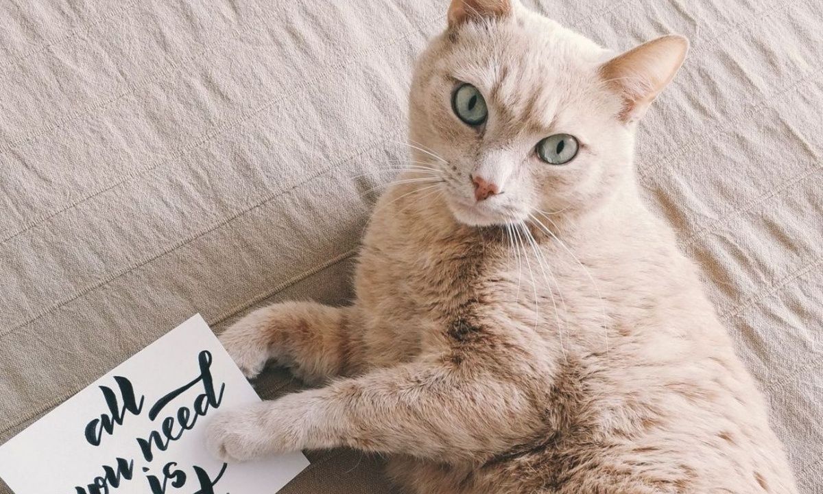 Παγκόσμια Ημέρα Γάτας: Όλα τα tips για να είναι ευχάριστες οι διακοπές για τη γάτα σου