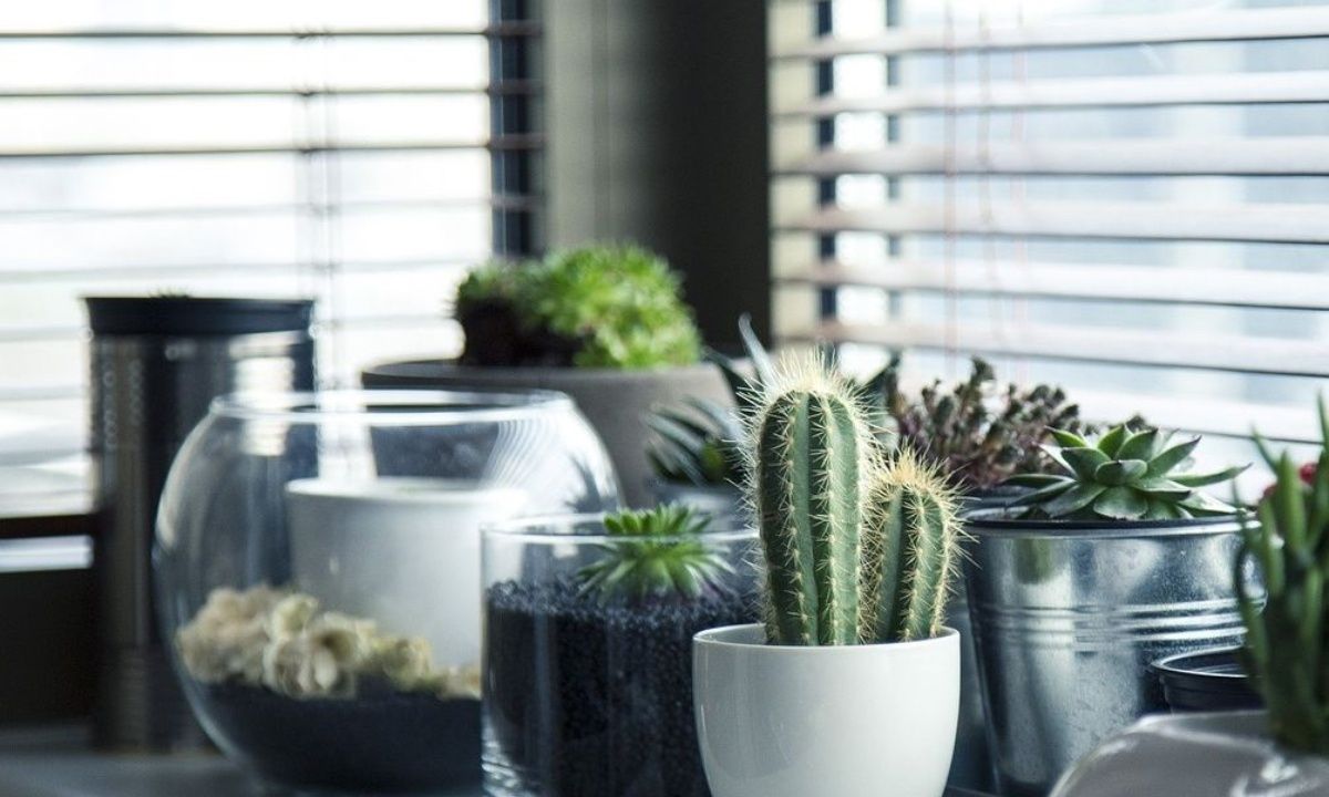 Οι αλλεργίες & 3 ακόμα πράγματα που πρέπει να προσέξεις αν θες να κάνεις δώρο φυτό εσωτερικού χώρου