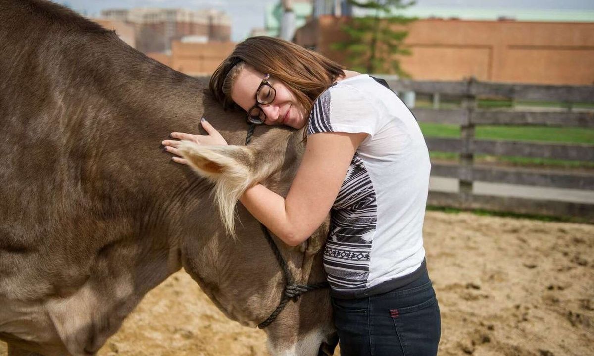 Πληρώνουν 60 ευρώ για να αγκαλιάζουν... αγελάδες!
