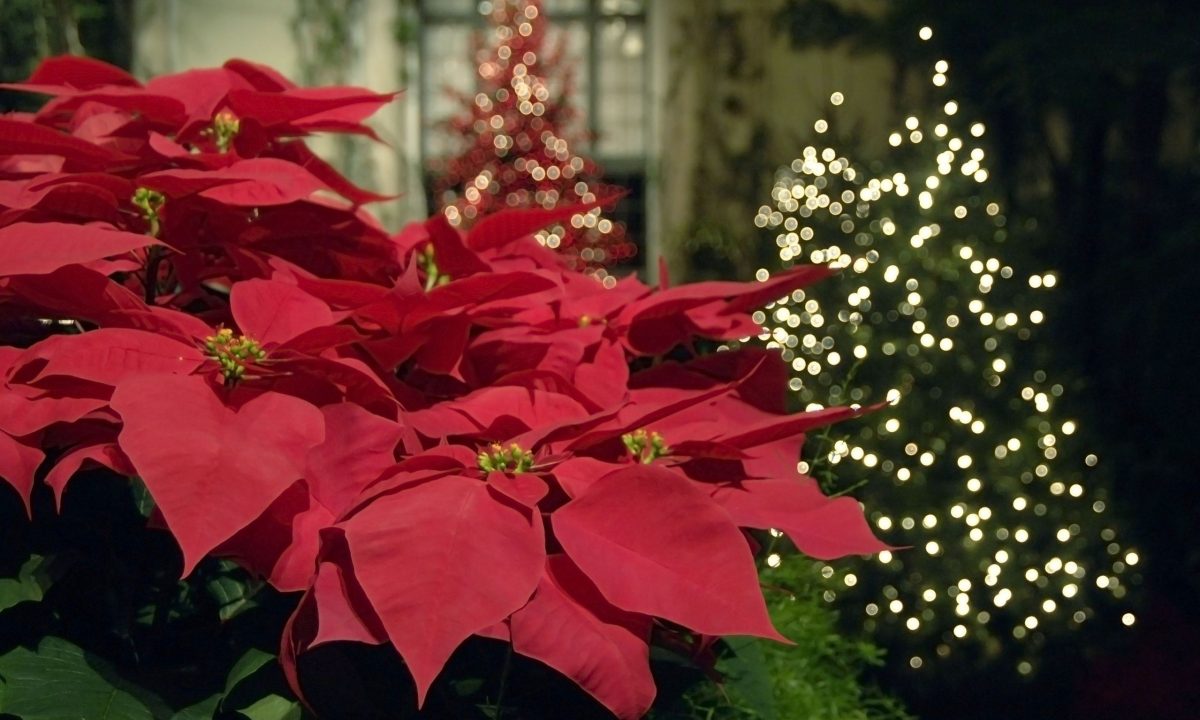 To tip της μαμάς: Πώς να διατηρήσετε το αλεξανδρινό και μετά τις γιορτές