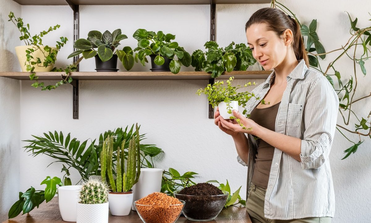 To φυτό εσωτερικού χώρου που ανθίζει ακόμα και σε σκοτεινά μέρη - Είναι εύκολο στη φροντίδα