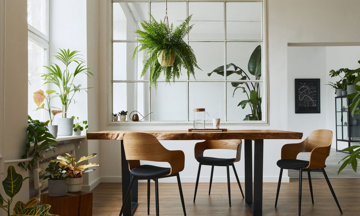 4 φυτά εσωτερικού χώρου που κρατάνε το σπίτι δροσερό όλο το καλοκαίρι