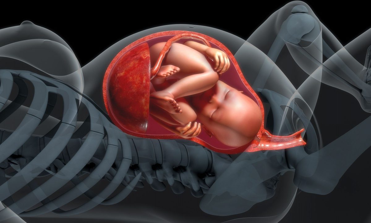 Ανάπτυξη εμβρύου: Το τρίτο τρίμηνο