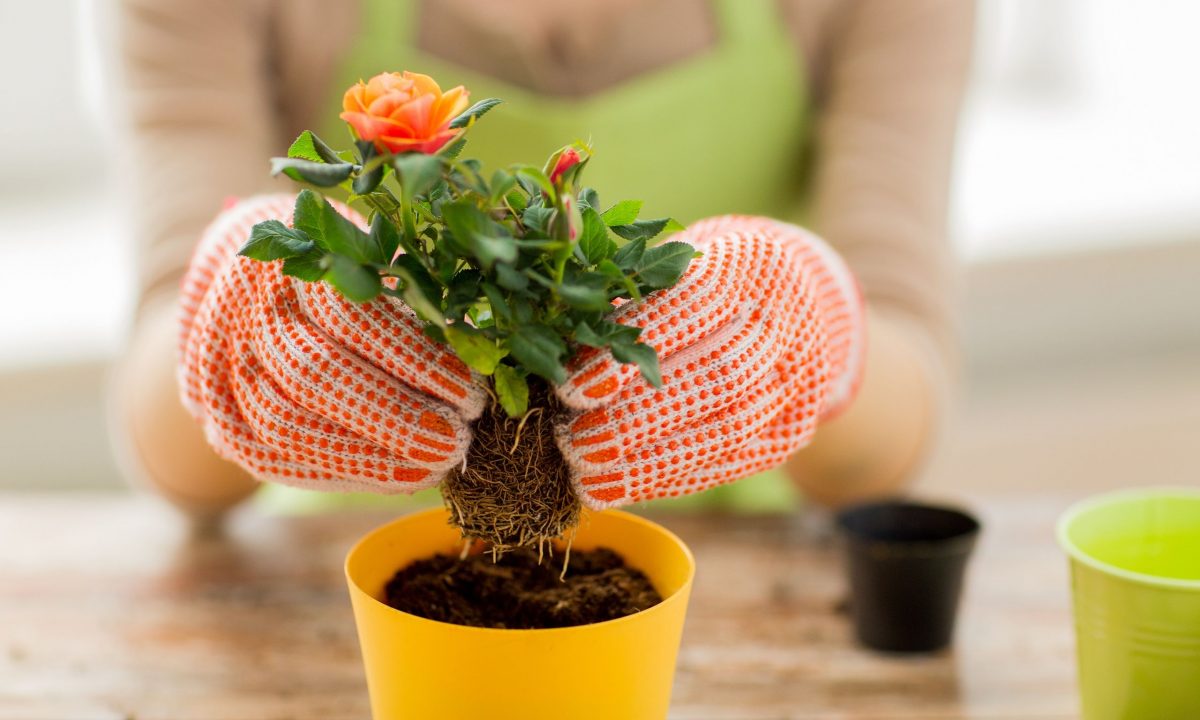 Το πρώτο πράγμα που πρέπει πάντα να κάνετε πριν ξαναχρησιμοποιήσετε μια γλάστρα