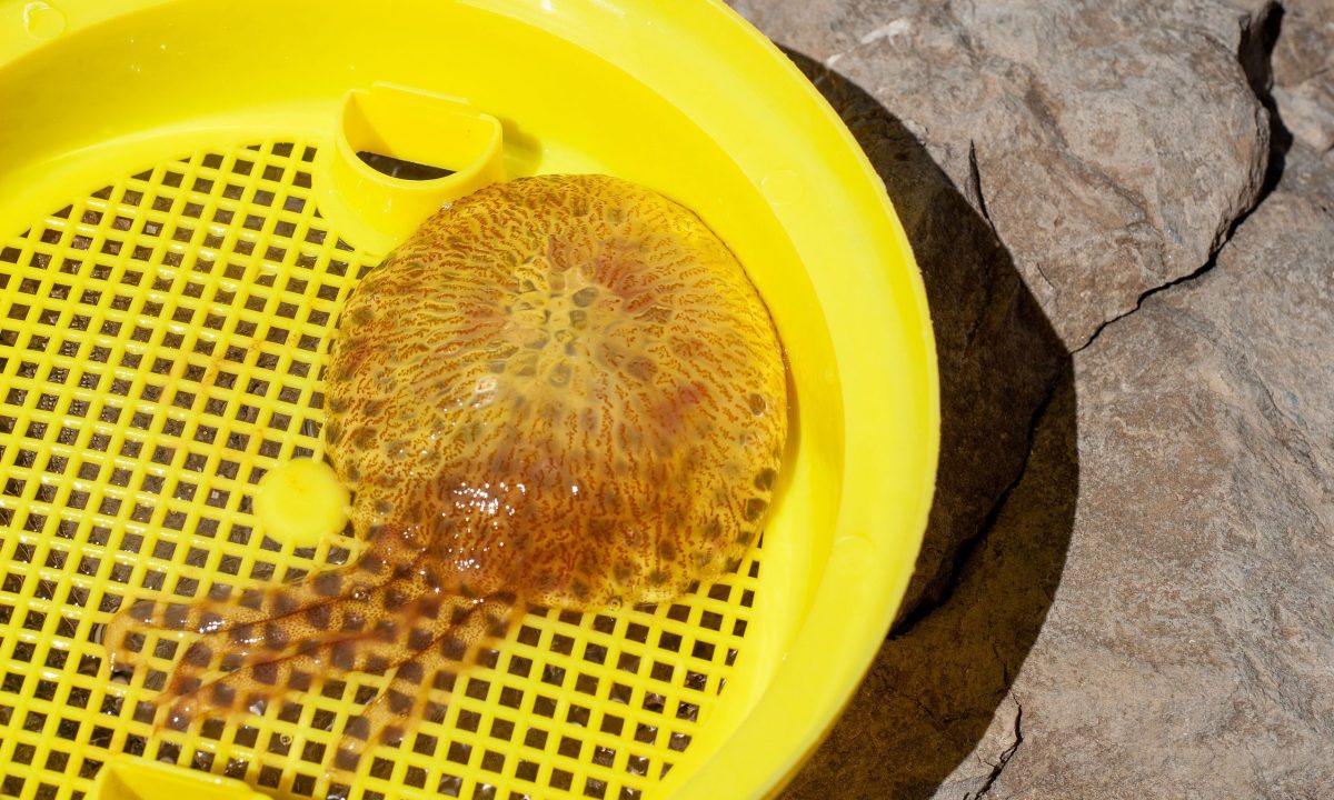 Η μωβ απειλή του καλοκαιριού: Πώς προστατεύουμε τα παιδιά από τις μέδουσες